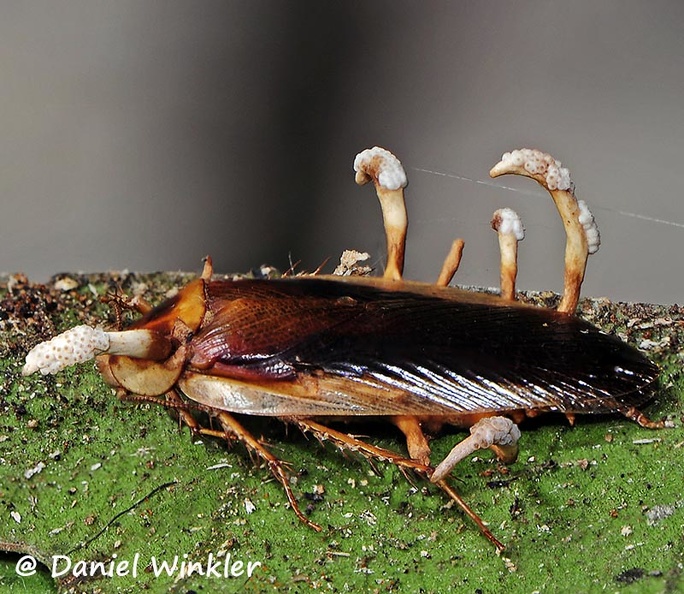 Ophiocordyceps blattae on cockroach DW M.jpg
