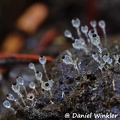 Pilobolus Zygomycota dung fungus DW M.jpg