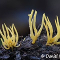 Clavariopsis fusiformis