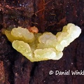 Jelly shelf fungus #213 young DW Ms.jpg