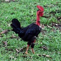 Rooster in Kwamala