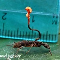 Ophiocordyceps australis? growing on ant with hyperparasite