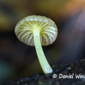 Marasmioid mushroom gill shot #30