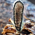 Xylaria transect #191 Ms.jpg