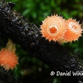 Microstoma flocosum - wonders of stacking