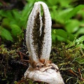 Pseudocolus sp. stinkhorn seen near a small willow in the spruce forest above Ura