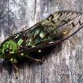 Cicada Thinyel Gang DW Ms.jpg