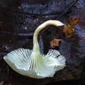 Clitocybe #9 gills