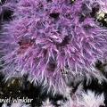 Purple fungal fuzz. Not sure what it is. Somewhat similar are  Punctularia atropurpurascens and Hypochnella violacea = Hypochnus violaceus, 