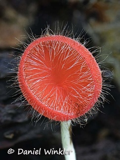 Cookeina tricholoma, the widely distributed edible Hairy Jungle cup encountered in Rio Claro