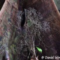 Mycelium climbing on tree base