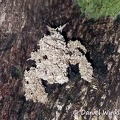 lichen camouflaged beetle DW Ms.jpg