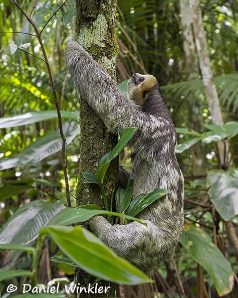 Sloth close up climbing DW Ms.jpg