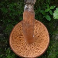 Lactifluus (=Lactarius) volemus gills. LOcals in Zhemgang appreciate this mushrooms as a good edible mushroom.