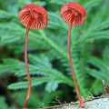 red Mycena in Tingtibi seems a common mushroom in oak forests.