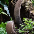 Xylaria giants LosSantos DW Ms.jpg