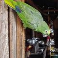 Pet parrot living in Pauna