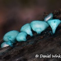 Chlorociboria sp. San Agustin. All the fruiting bodies were very similar and regular shaped, something I have not observed in other Chlorociboria  species.