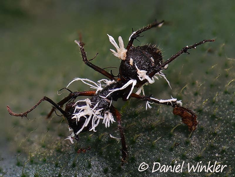 Ant hyperparasit Mocoa DW Ms.jpg