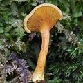 Hygrophoropsis sp. growing in the Quercus humboldtii forest in El Cedro
