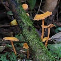Xeromphelina tenuipes group growing in San Agustin Archelogical Park, Huila