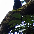 Marmoset monkey seen in Isla Escondida