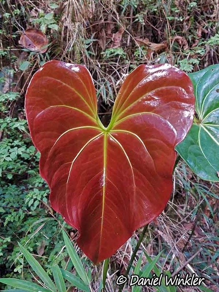 Heart leaf DW Ms.jpg
