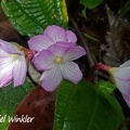 Monolena primuliflora flowering in Isla Escondida