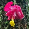 Drymonia coccinea - what a unique colorful flower this Gesneriaceae vine sports! Seen in Isla Escondida