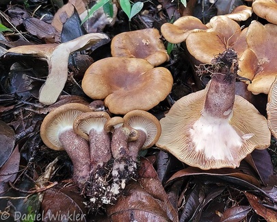 Display pf Paxillus sp. encountered in Chivor forest above Santa Maria