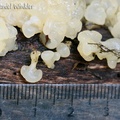 Ductifera pululahuana  jelly Chivor scale DW Ms