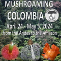 Mushroaming Colombia Ad 2024 sq M.jpg