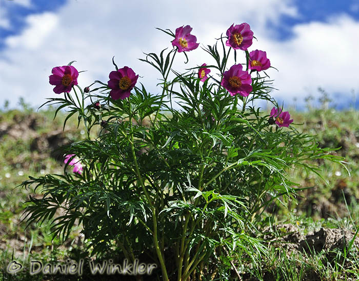 Paeonia veitchii sky Dzongzhab 2015 DW Ms.jpg