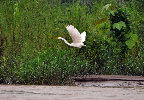 Great Egret - Ardea alba S.jpg