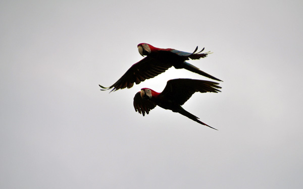 Macaw flight Close S.jpg