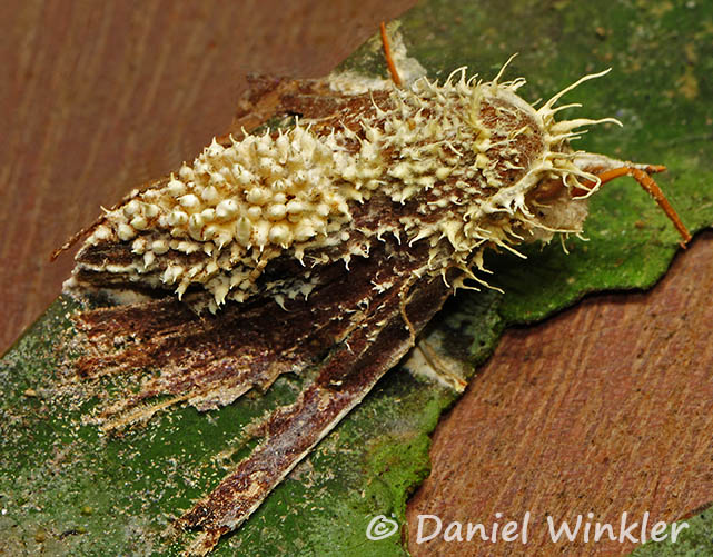 Torrubiella moth leaf MJL DW ms