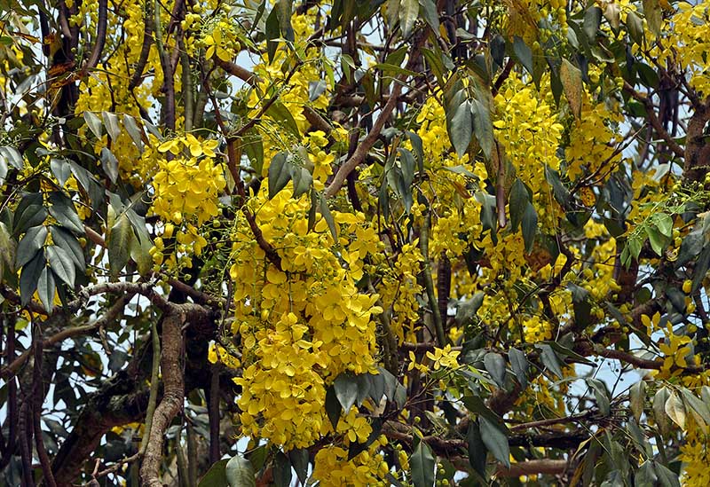Flowering tree La Honda 