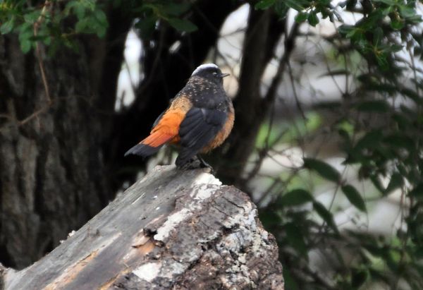 White-capped River chat or Red start. They love hanging around creeks, but are very shy.