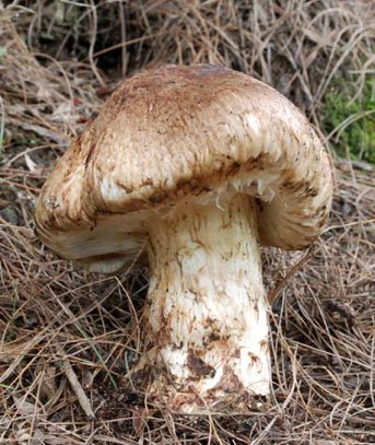 What is the scientific name of a mushroom?