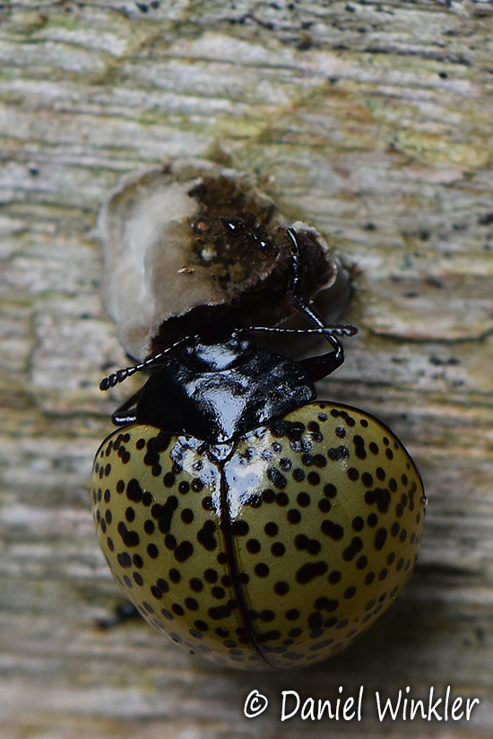 Fungus beetle 