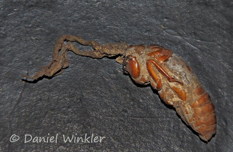 Cordyceps cicadae 