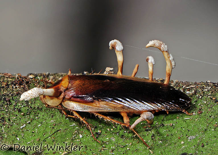 Ophiocordyceps blattae on Blattaria cockroach