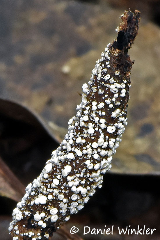 Ophiocordyceps yakushimensis parasite