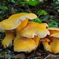Cantharellus roseocanus seen in the Cascades East of Seattle