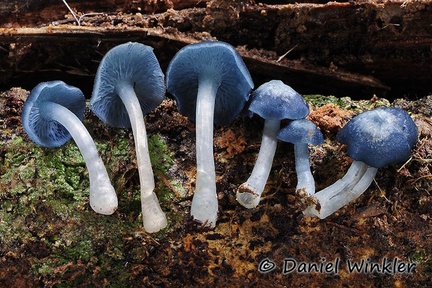 Clitocybula azurea - what a cool mushroom. Its tiny, loves old wood and too rare. Chalalan Amazon.