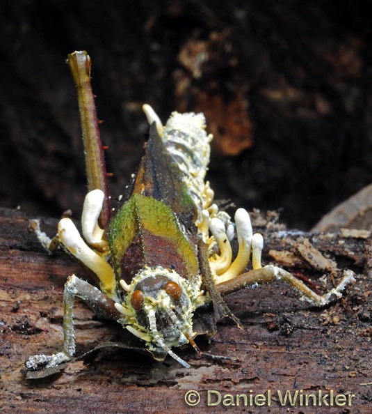 Cordyceps-grasshoper--frontal-1-17-2012-DW-S.jpg