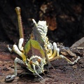 Cordyceps acridophila growing on a big grasshopper - Agriacris plagiata (Orthoptera: Romaleidae)