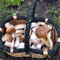 Basket full of King boletes - Boletus edulis, Cascades WA