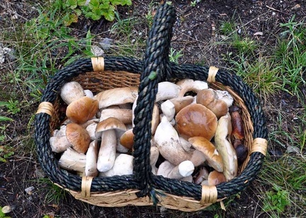 Basket full of King boletes - Boletus edulis, Cascades WA