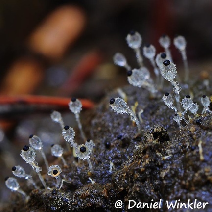 Pilobolus-dung-fungus in the Zygomycota